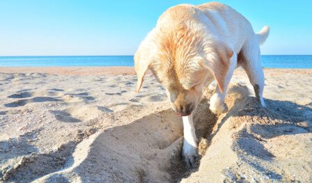 Hund gräbt am Strand